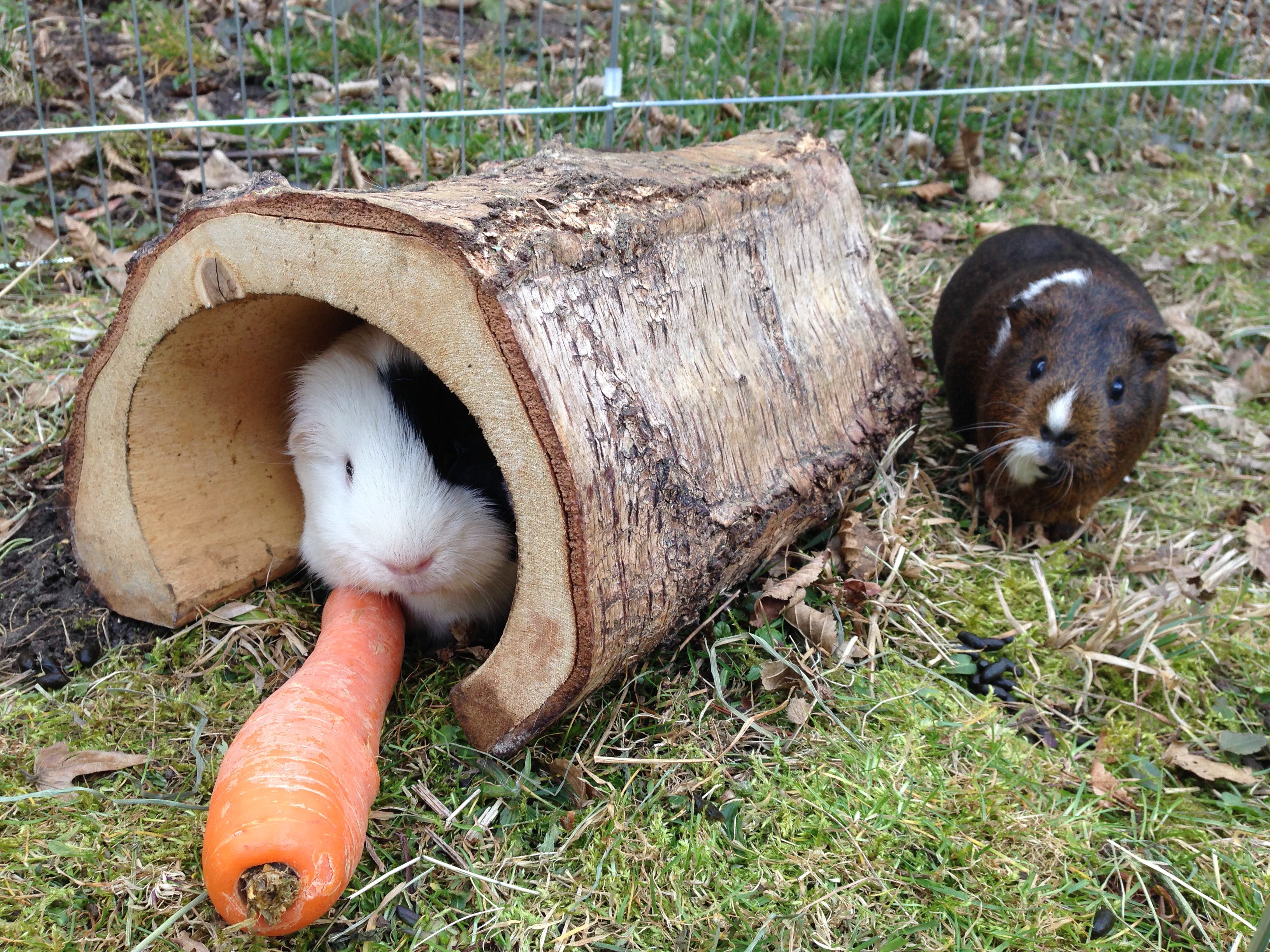 Meerschweinchen im Versteck