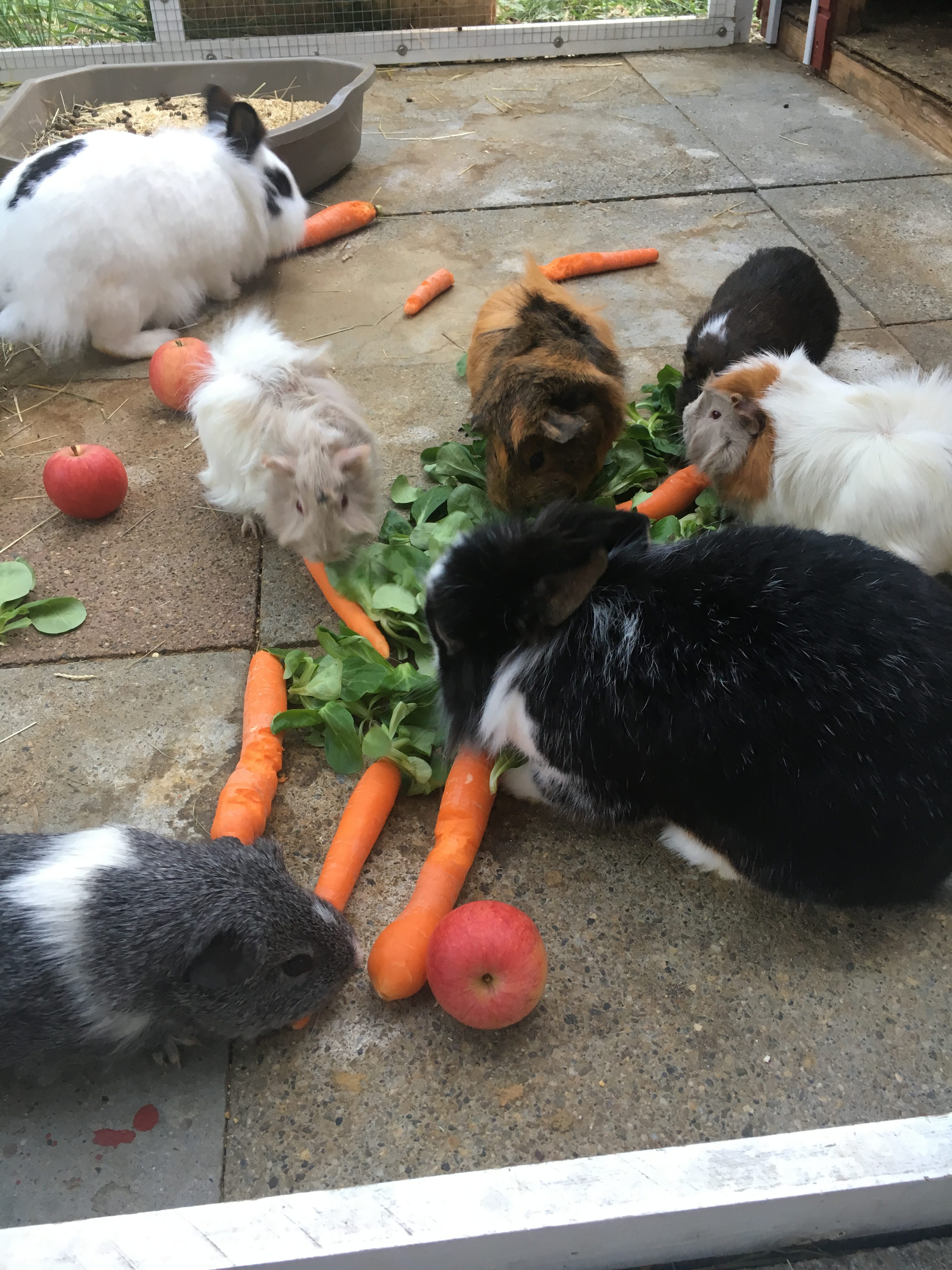 Meerschweinchen und Kaninchen im Freigehege