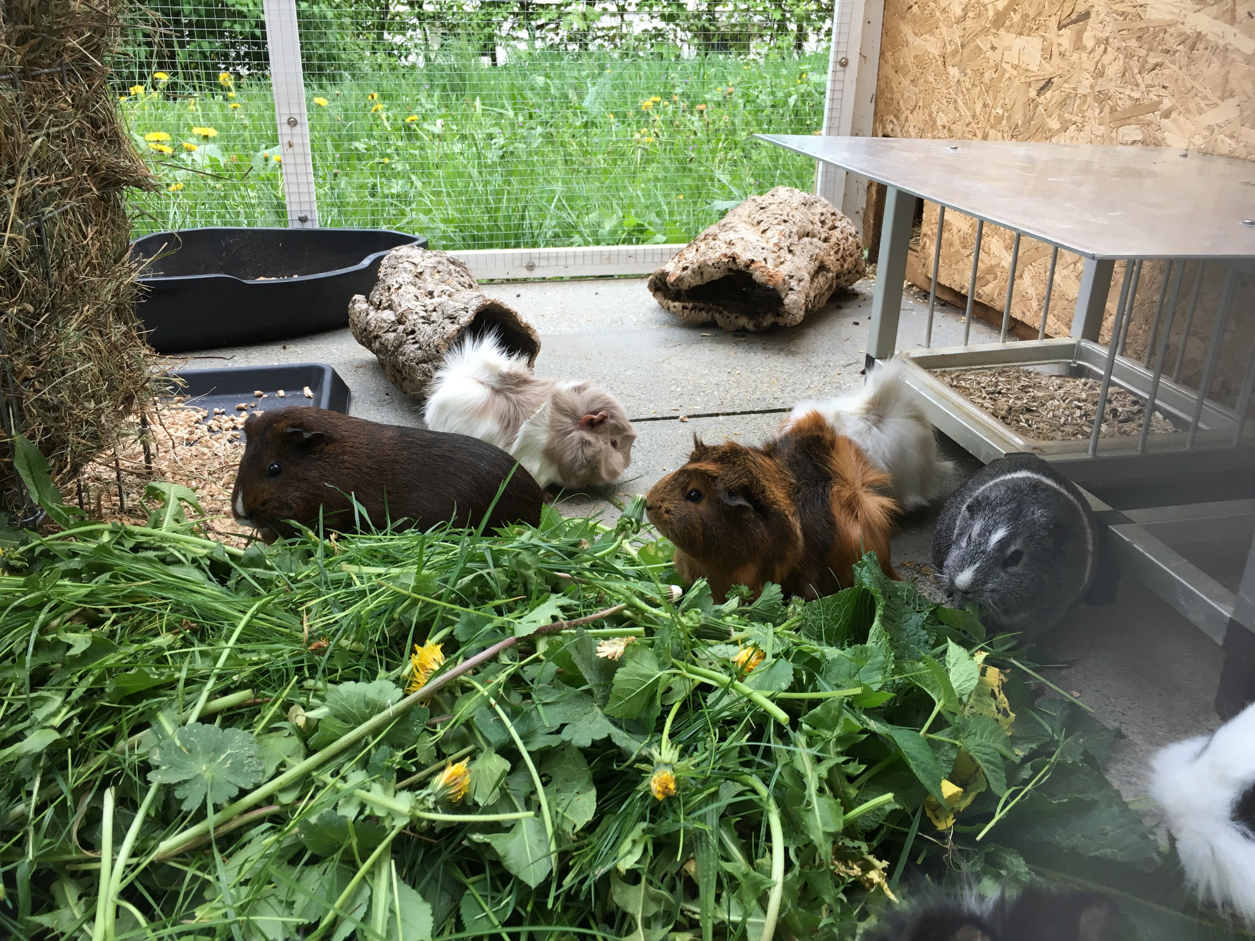 Meerschweinchen im Rudel