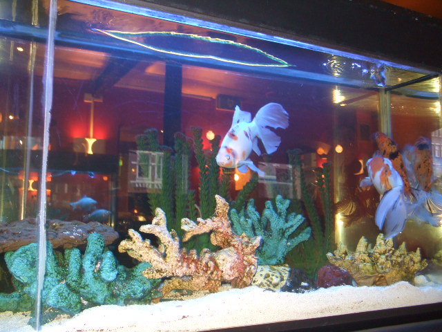Aquarium mit Fischen