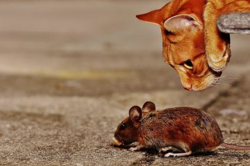 Katze und Maus