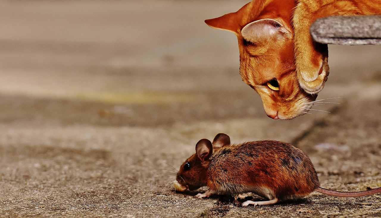 Katze und Maus
