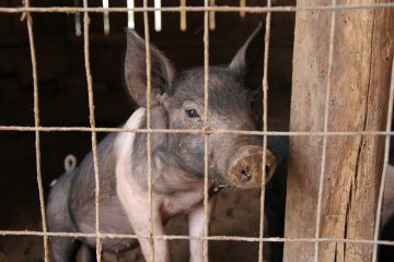 ferkel-im-schweinestall