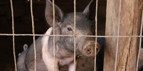 ferkel-im-schweinestall