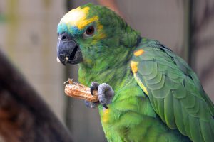 Papagei Amazone Erdnuss