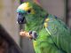 Papagei Amazone Erdnuss