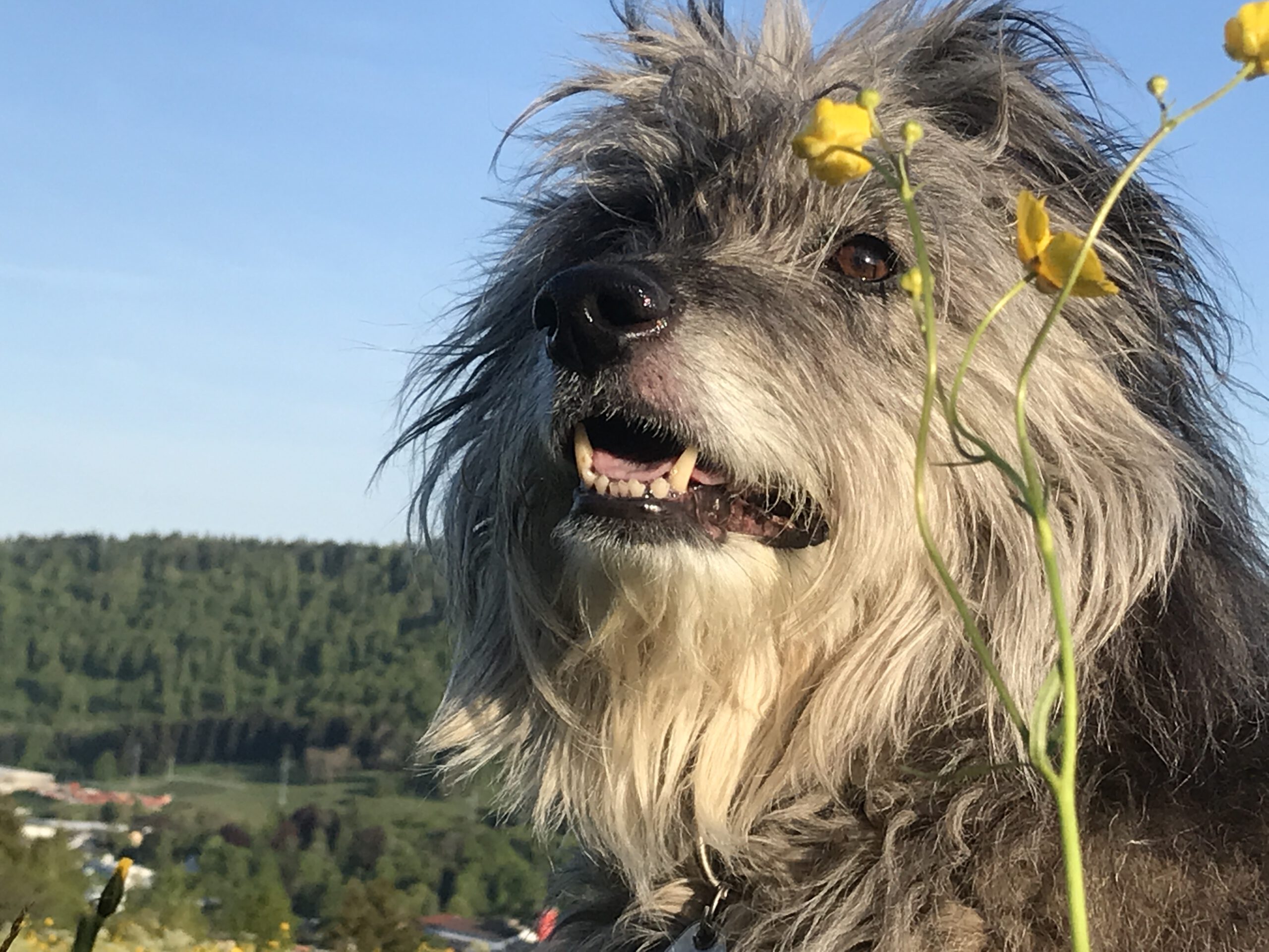 Hund in Blumenwiese