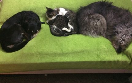 Hund und Katze