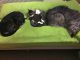 Hund und Katze
