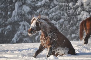 Pferd im Schnee