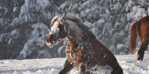 Pferd im Schnee