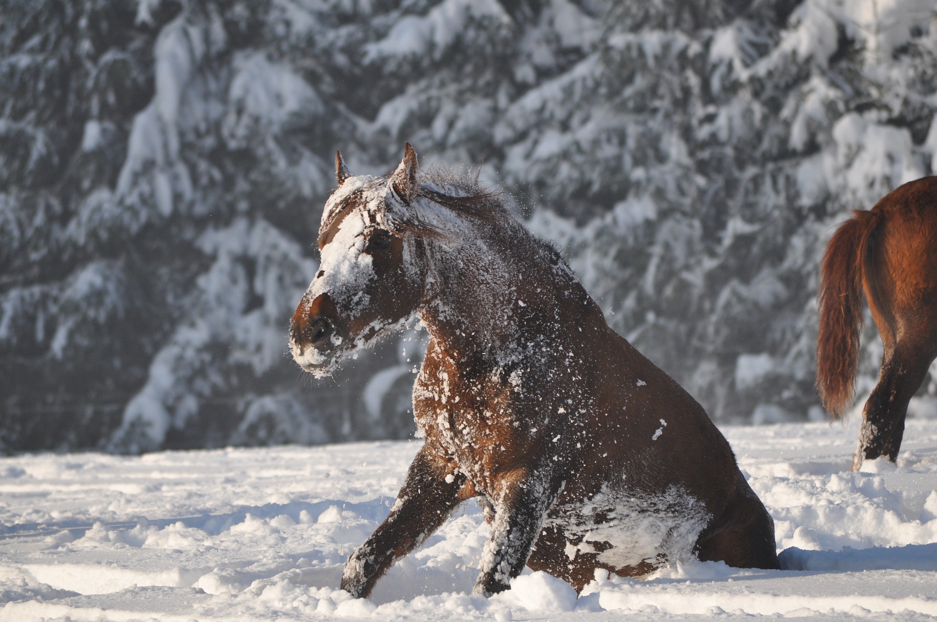 Pferd im Schnee