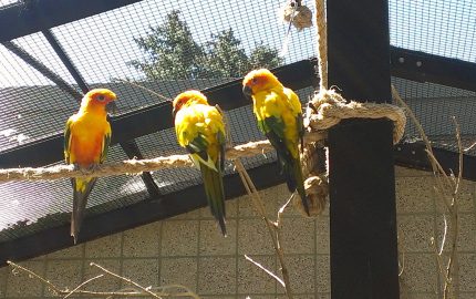 Vögel Voliere