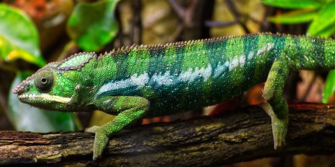 Chamäleon im Terrarium