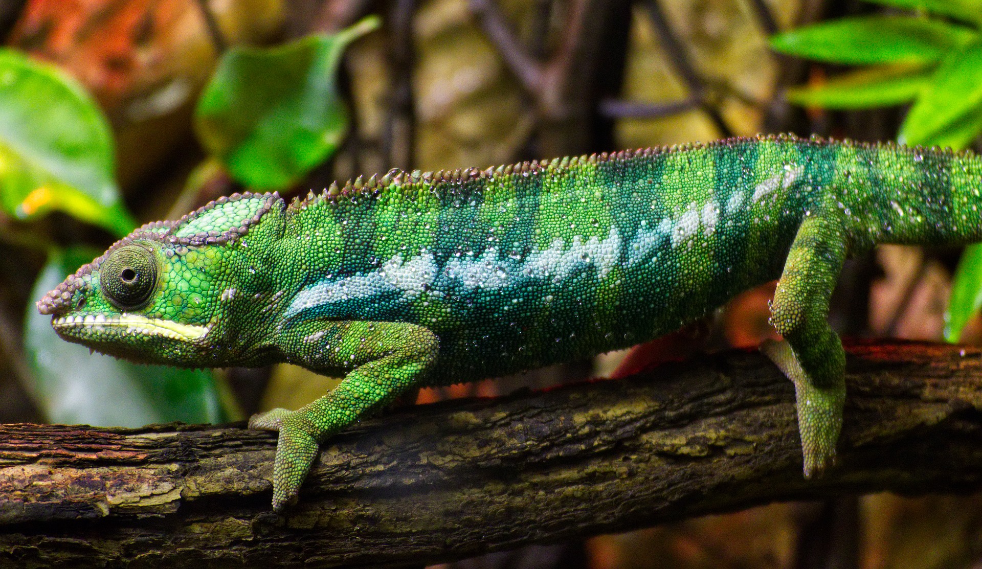 Chamäleon im Terrarium